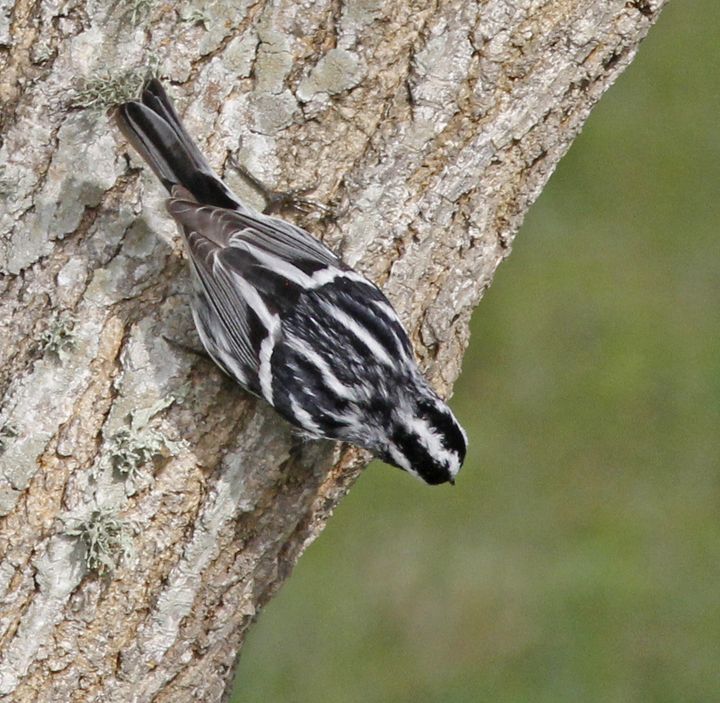 Black-and-white Warbler photographed at Sabine Wetlands Walkway in 2018