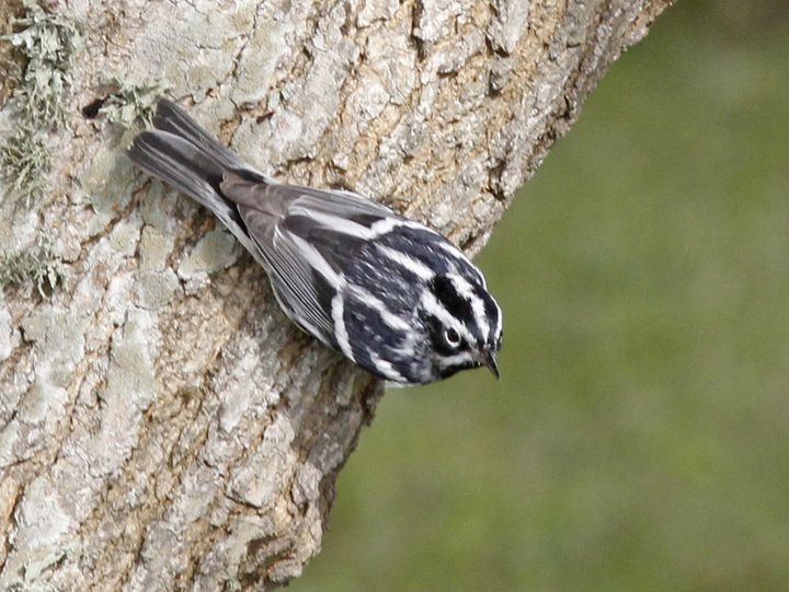 Black-and-white Warbler photographed at Sabine Wetlands Walkway in 2018