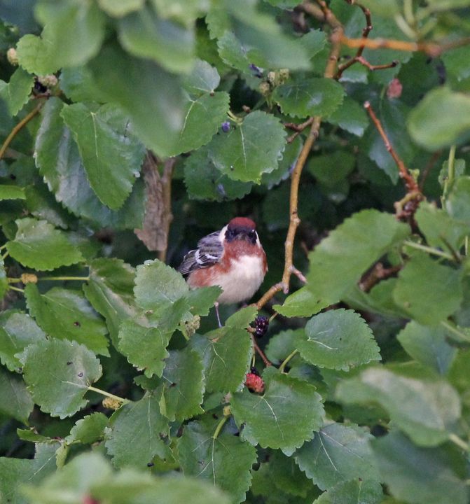Bay-breasted Warbler photographed at Sabine Wetlands Walkway in 2018