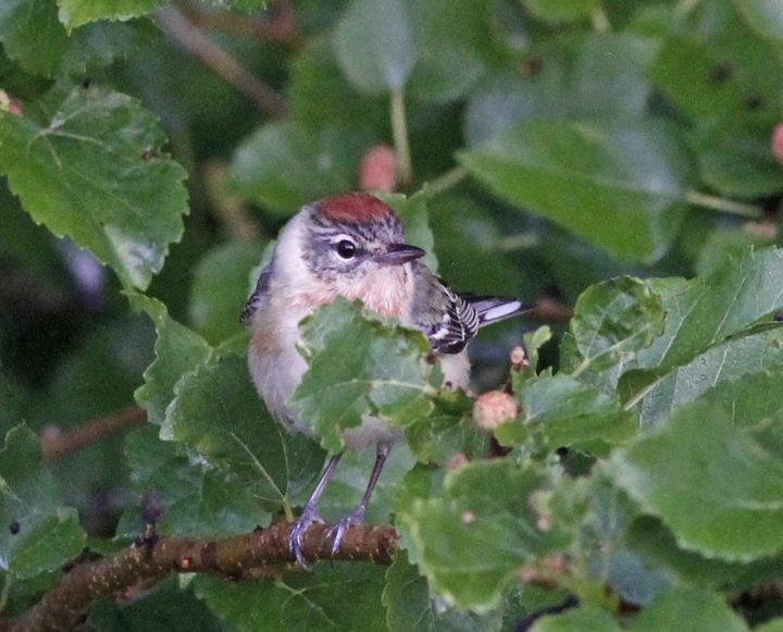 Bay-breasted Warbler photographed at Sabine Wetlands Walkway in 2018