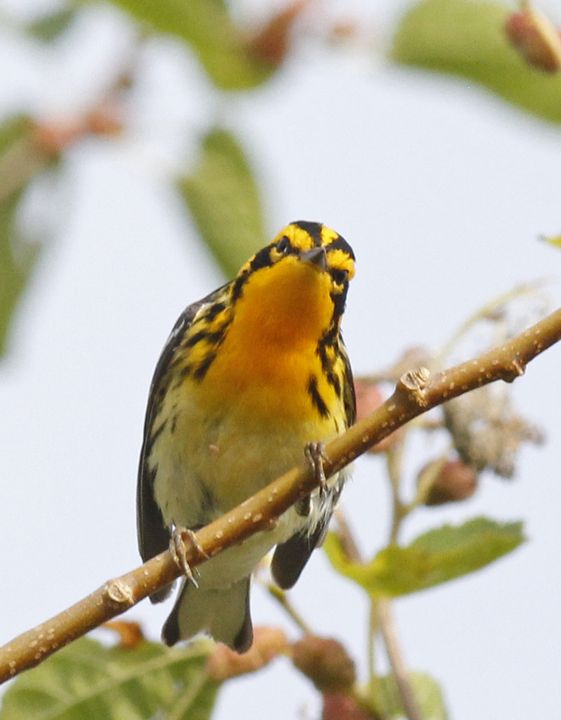 Blackburnian Warbler photographed at Sabine Wetlands Walkway in 2018
