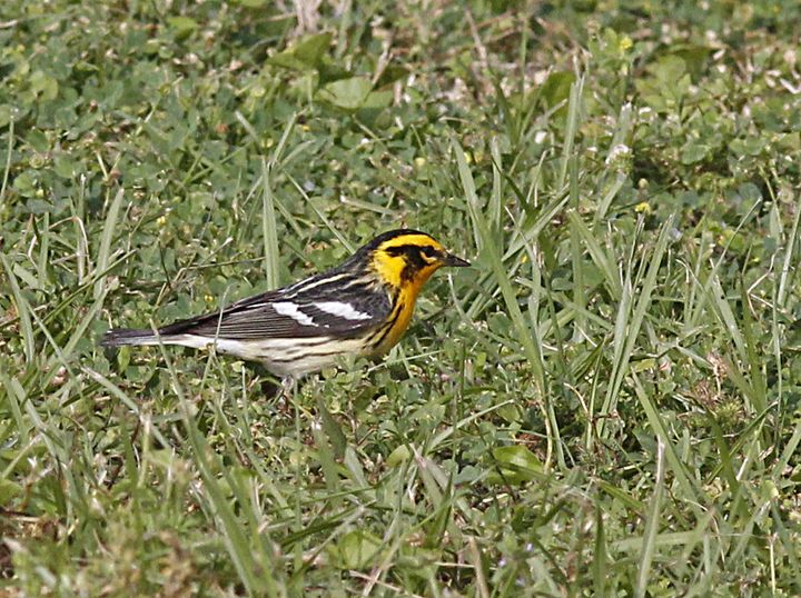 Blackburnian Warbler photographed at Sabine Wetlands Walkway in 2018