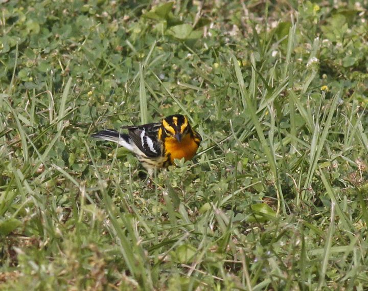 Blackburnian Warbler photographed at Sabine Wetlands Walkway in 2018