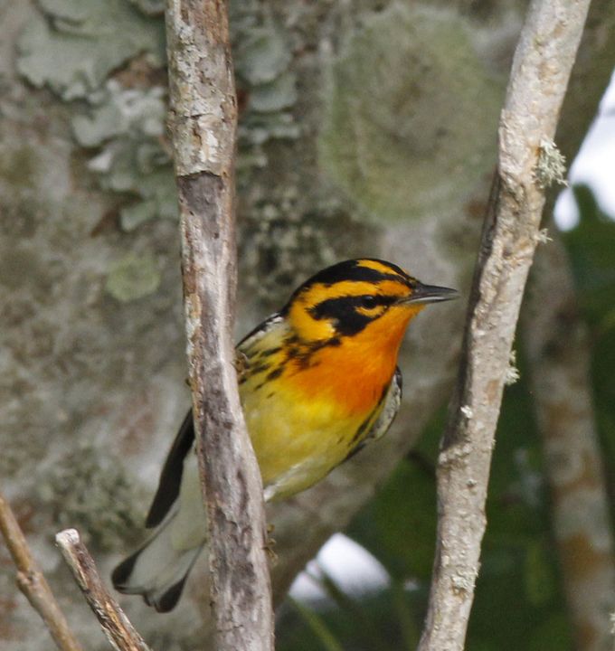 Blackburnian Warbler photographed at Sabine Wetlands Walkway in 2018