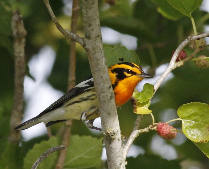 Blackburnian Warbler photographed at Sabine Wetlands Walkway in 2018
