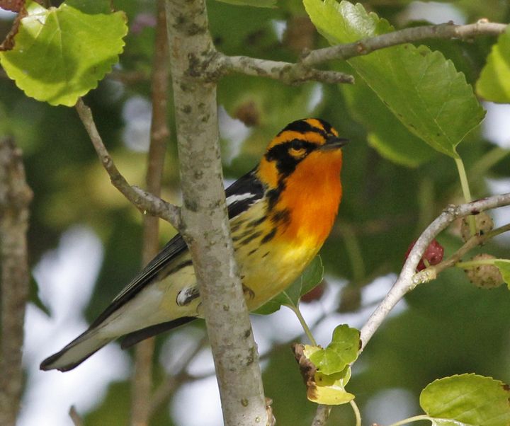 Blackburnian Warbler photographed at Sabine Wetlands Walkway in 2018