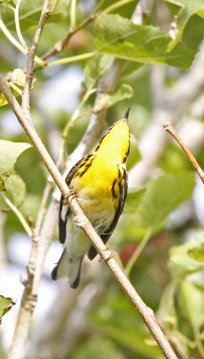 Blackburnian Warbler photographed at Sabine Wetlands Walkway in 2018