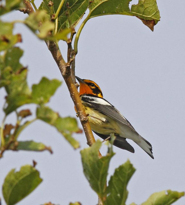 Blackburnian Warbler photographed at Sabine Wetlands Walkway in 2018