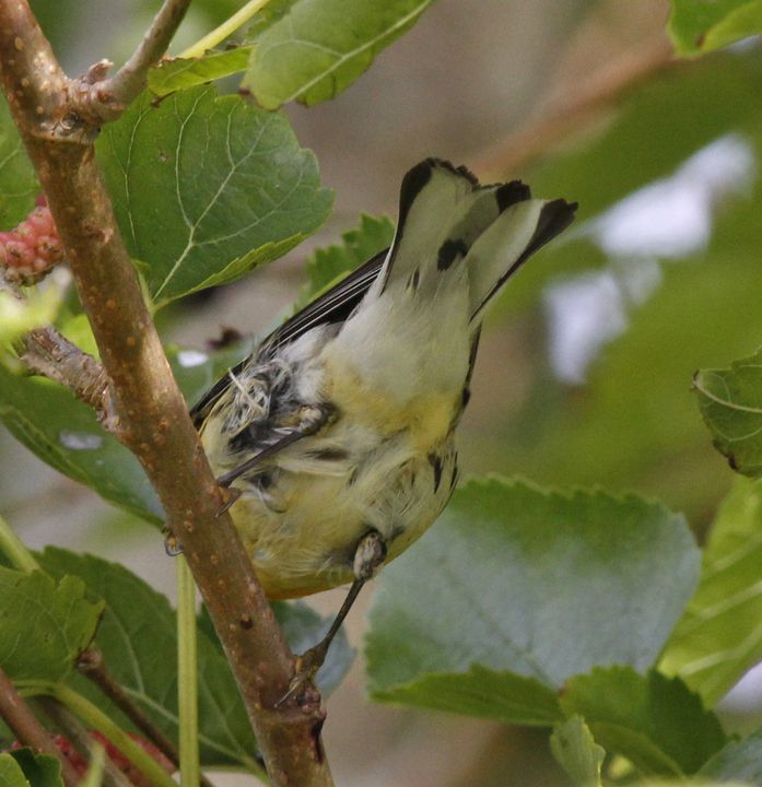 Blackburnian Warbler photographed at Sabine Wetlands Walkway in 2018