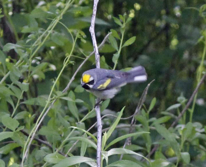 Golden-winged Warbler photographed at Peveto Woods in 2018