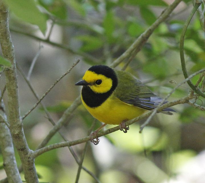 Hooded Warbler photographed at Peveto Woods in 2018