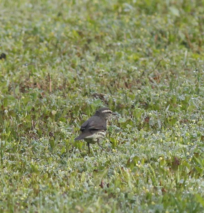 Northern Waterthrush photographed at Sabine Wetlands Walkway in 2018