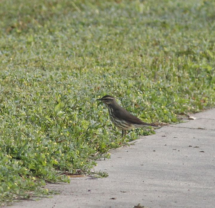 Northern Waterthrush photographed at Sabine Wetlands Walkway in 2018