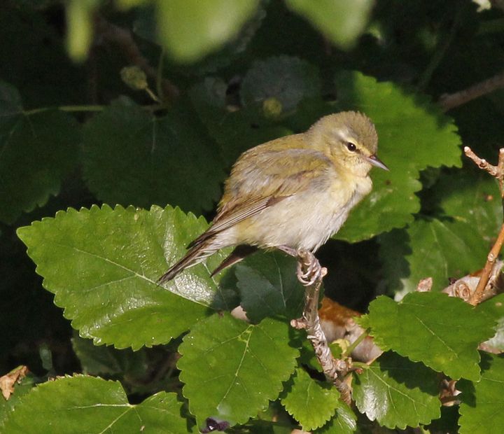 Tennessee Warbler photographed at Sabine Wetlands Walkway in 2018