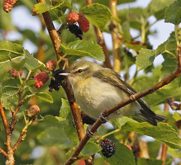Tennessee Warbler photographed at Sabine Wetlands Walkway in 2018