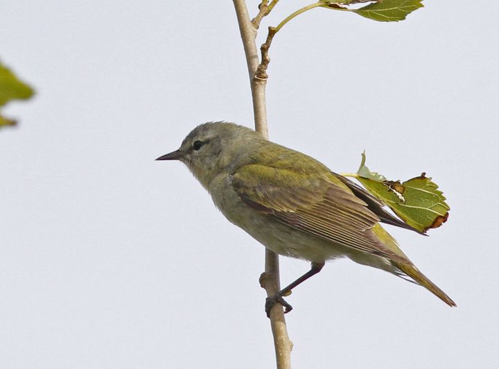 Tennessee Warbler photographed at Sabine Wetlands Walkway in 2018