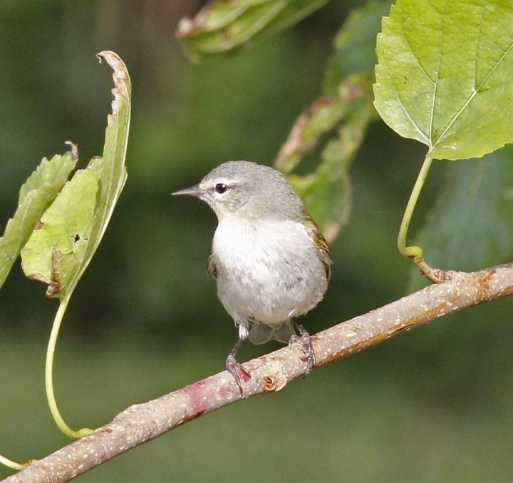 Tennessee Warbler photographed at Sabine Wetlands Walkway in 2018