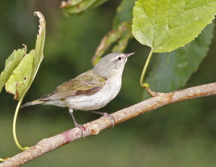 Tennessee Warbler photographed at Sabine Wetlands Walkway in 2018