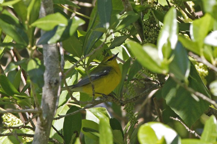 Blue-winged Warbler photographed at Grand Isle in 2019