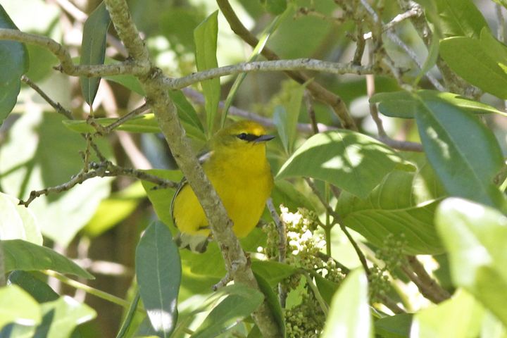 Blue-winged Warbler photographed at Grand Isle in 2019