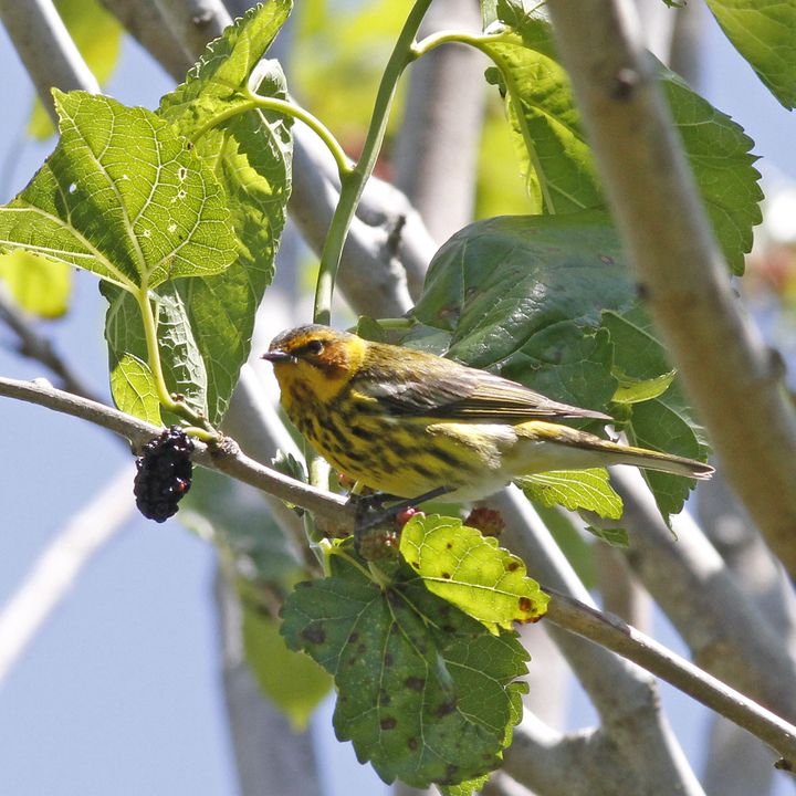Cape May Warbler photographed at Grand Isle in 2019
