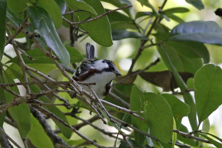 Chestnut-sided Warbler photographed at Peveto Woods in 2019