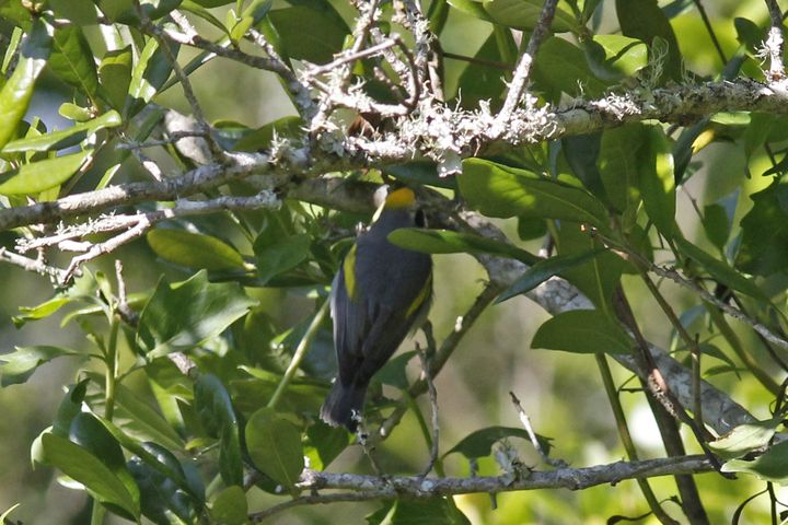 Golden-winged Warbler photographed at Grand Isle in 2019