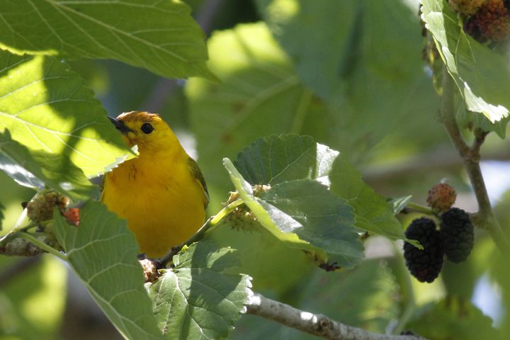 Prothonotary Warbler photographed at Grand Isle in 2019