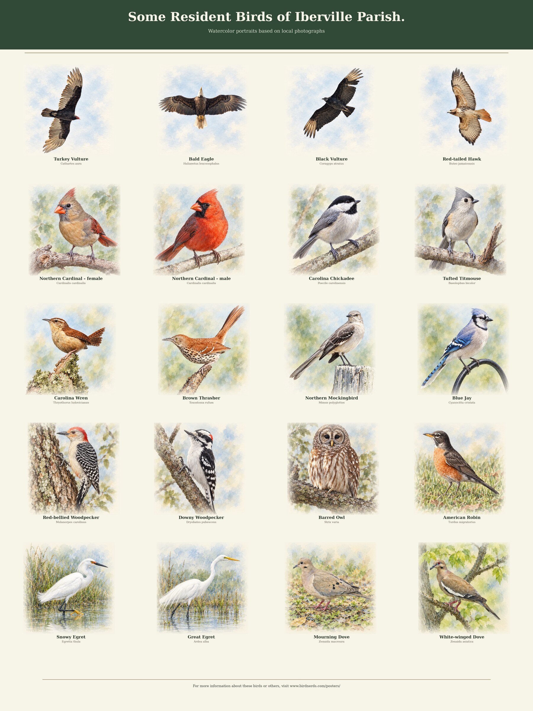 Some Resident Birds of Iberville Parish poster